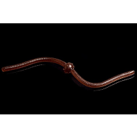 Trout Jara Jum Jum Knoblauch - 004