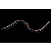 Trout Jara Jum Jum Knoblauch - 002